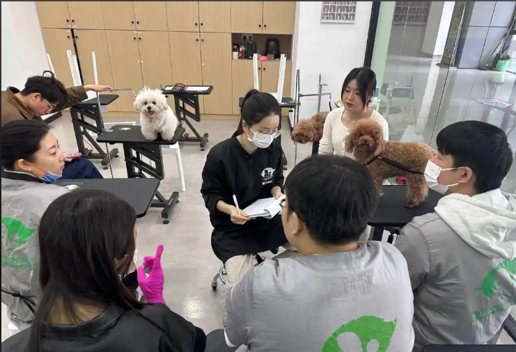 渭南市宠物美容培训学校宠物美容培训学校 - 哪里好